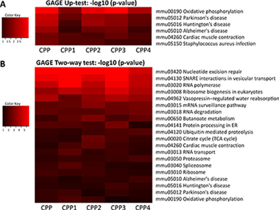 Analysis of pathways deregulated upon parental exposure to CPP.