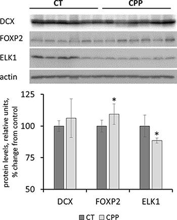 Levels of DCX, FOXP2 and ELK1 in whole brain samples of progeny of CPP-exposed parents.