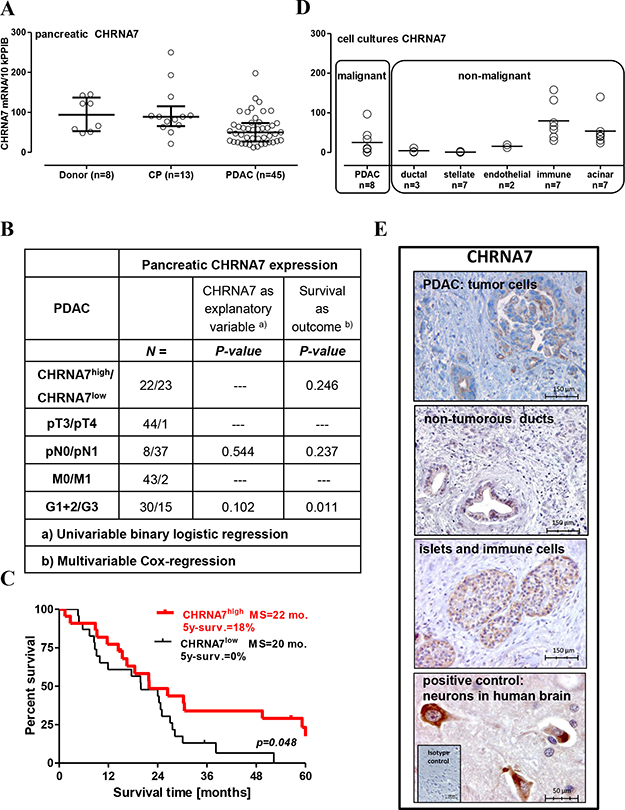 Preservation of CHRNA7 expression in the pancreas is associated with better prognosis for operable PDAC patients.
