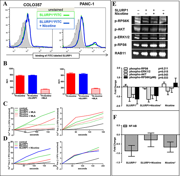 In PDAC cells, SLURP1 and nicotine occupy different binding sites and signal independently.