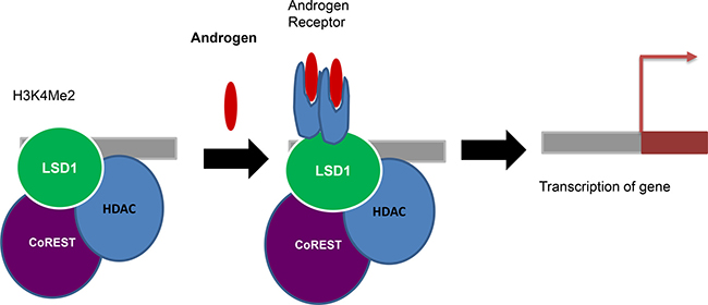 Coactivator function: Androgen and LSD1 colocalize on promoters and stimulate H3K9 demethylation without altering the H3K4 methylation status and promote ligand dependent transcription of AR target genes resulting in enhanced tumor cell growth.