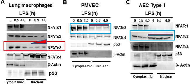 LPS induced NFATc3 activation and translocation is macrophage specific.