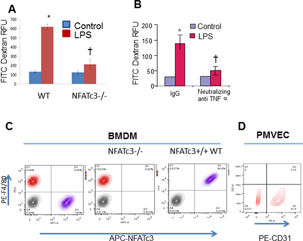 NFATc3&#x2013;/&#x2013; macrophages positively modulate mouse PMVEC permeability.