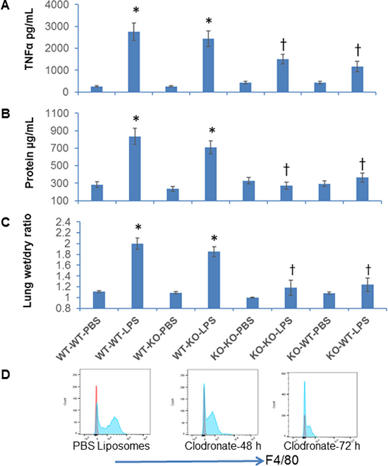 Adoptive transfer of NFATc3&#x2013;/&#x2013; macrophages protects mice against LPS induced acute lung injury.