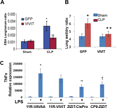 Pharmacological inhibition of NFAT attenuates pulmonary edema and inflammatory cytokines during sepsis-induced ALI.