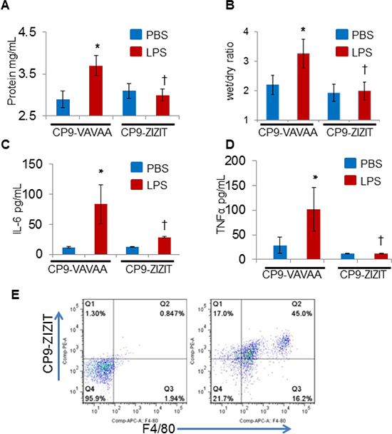 CP9-ZIZIT attenuates LPS induced pulmonary edema and cytokine storm in murine models of endotoxemia.