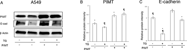 Supplemental expression of PIMT reduces EMT and cell invasion in A549 cells induced by Thapsigargin.