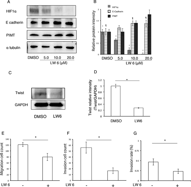 HIF1&#x03B1; inhibitor decreases EMT and cancer invasion in A549 cells induced by inhibition of PIMT expression.