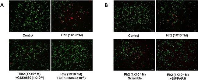 Live/dead cell staining showing GSK0660 and siRNA inhibition on Rh2 apoptotic effect.