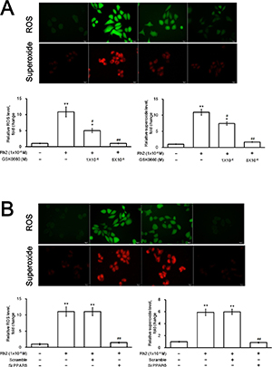 Fluorescence microscopy showing intracellular ROS and superoxide formation.