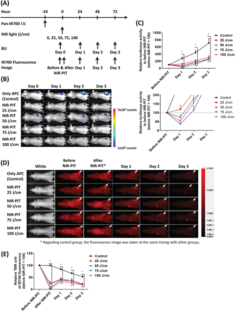 Estimation of interstitial NIR light dose needed for successful NIR-PIT treatment.