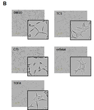 fig1b