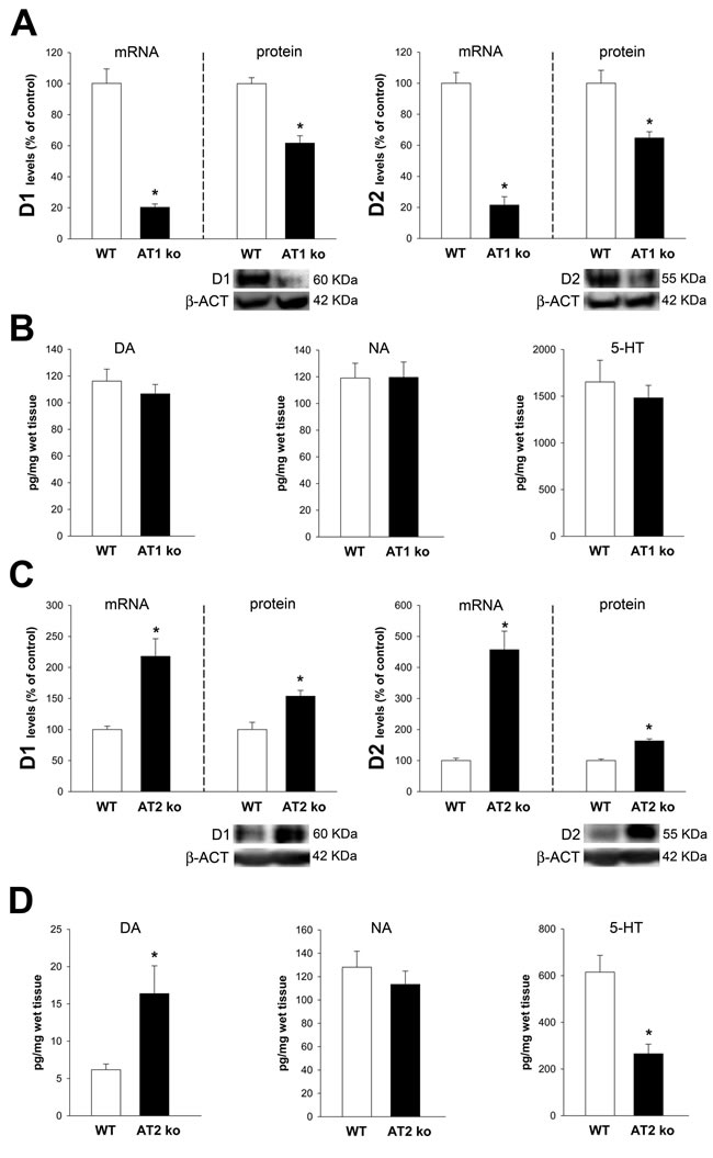 Colon of AT1 receptor-deficient mice (AT1-ko) and AT2-deficient mice (AT2-ko).