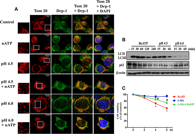 P2X7 activation and extracellular acidification changed mitochondrial dynamics.