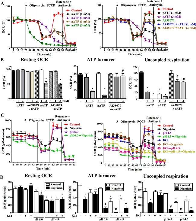 Effects of P2X7, nigericin and extracellular acidification on mitochondrial respiration.