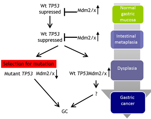 Proposed model for the mechanism of TP53 and MDM2/X gastric cancer.