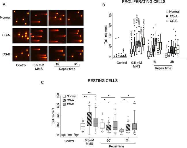 Evaluation of SSBs formation and repair in CS-A and CS-B cells after MMS exposure.