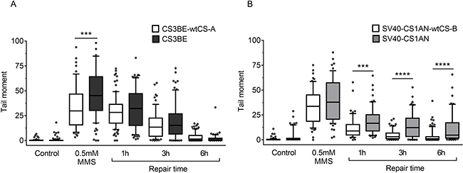 Evaluation of DSB formation and repair in CS-A and CS-B cells after MMS exposure.