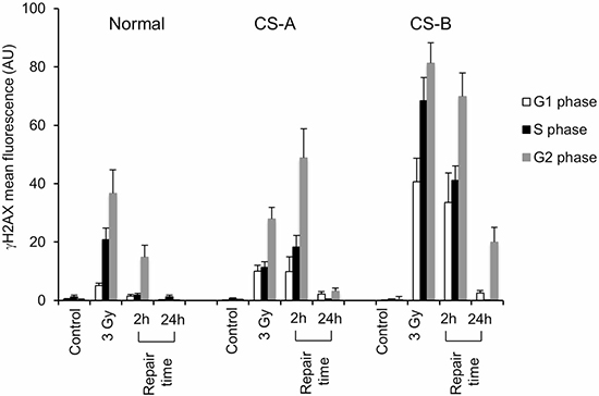 Flow cytometry analysis of histone H2AX phosphorylation on CS-A and CS-B cells in the different phases of the cell cycle after IR.