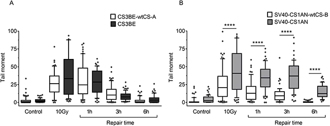 Evaluation of DSB formation and repair in CS-A and CS-B cells after exposure to IR.