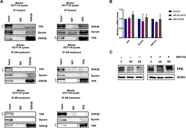 GSK3&beta;