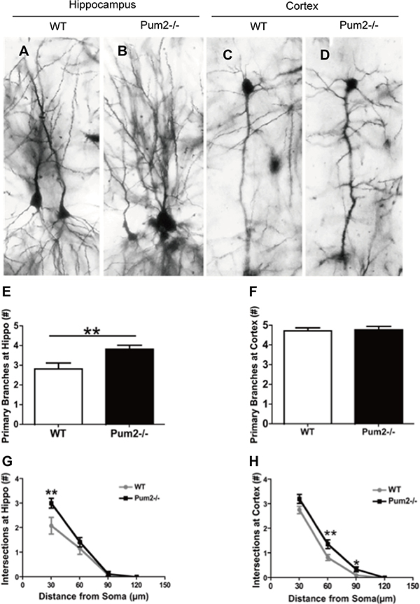 Dendritic