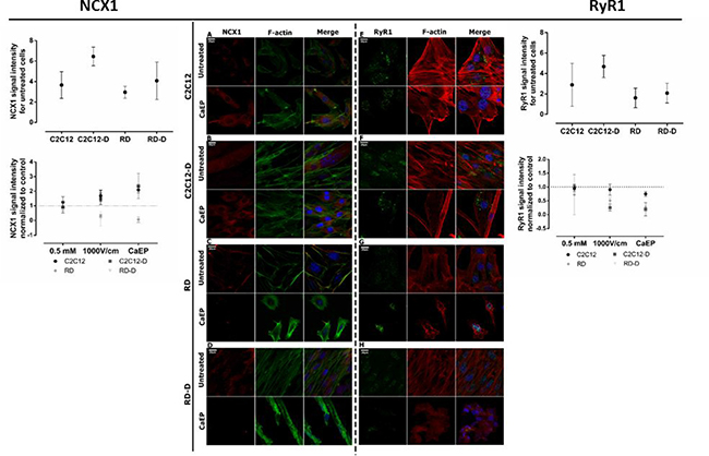 Immunofluorescent visualization of calcium/sodium exchanger (NCX1) and ryanodine receptor (Ryr1) in normal (C2C12, C2C12-D) and malignant (RD, RD-D) cells after exposition to CaEP protocol (electric field intensity: 1000 V/cm and 0.5 mM Ca2+).