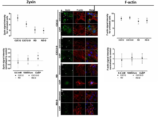 CLSM visualization of the rearrangement of zyxin and F-actin structure in normal (C2C12, C2C12) and malignant (RD, RD-D) cells.