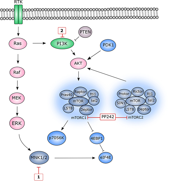 A simplified schematic representation of MNK1/ 2 and mTOR pathways.