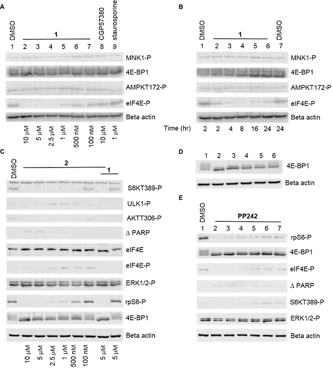 Representative Western blot analysis of both the eIF4E-MNK and PI3K-AKT-mTOR pathways in the presence of inhibitors.