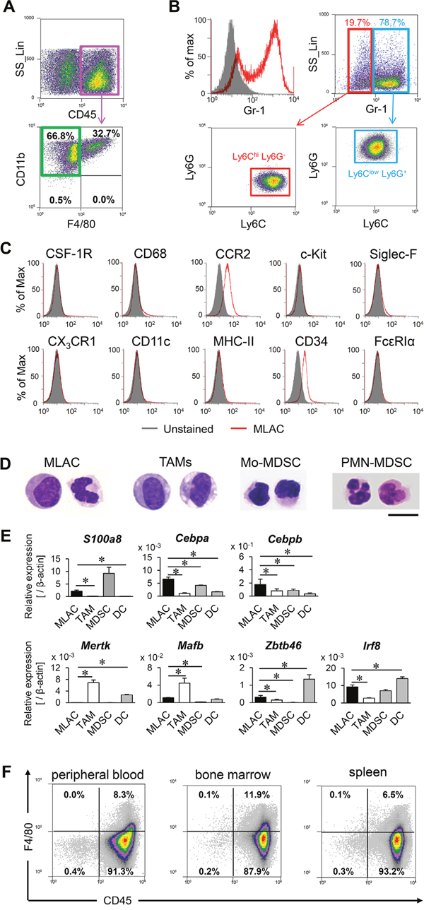 MLACs are novel tumor-infiltrating myeloid cells.