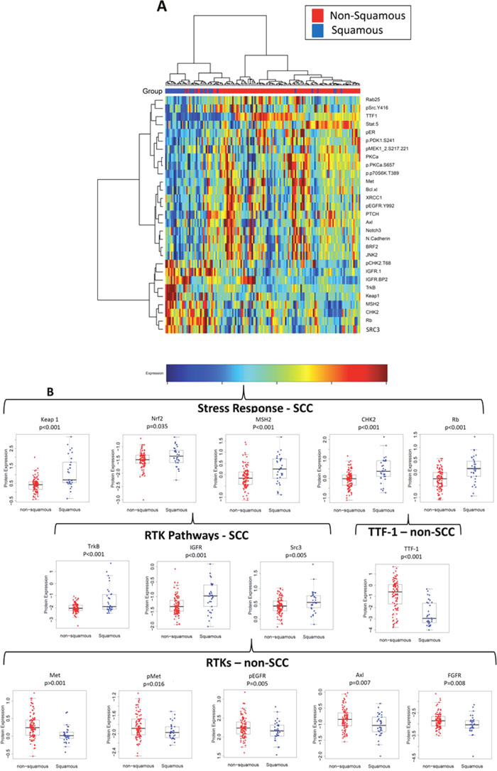 Differences in protein expression of squamous cell carcinoma (SCC) vs. non-SCC.