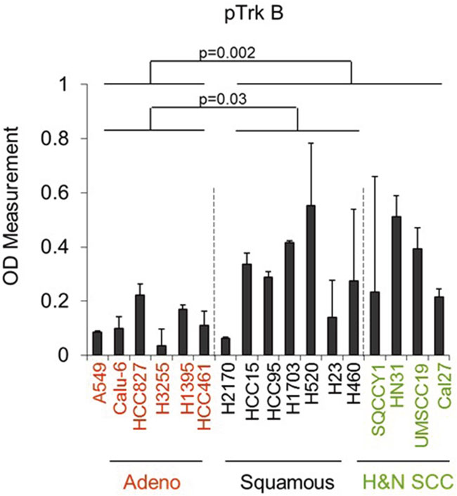 Phosphorylated TrkB levels are elevated in SCC and head and neck SCC compared with lung adenocarcinoma cell lines.