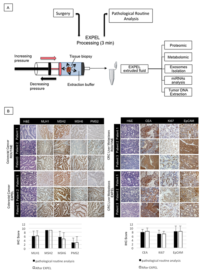 EXPEL method does not alter tissue morphology and antigenicity.