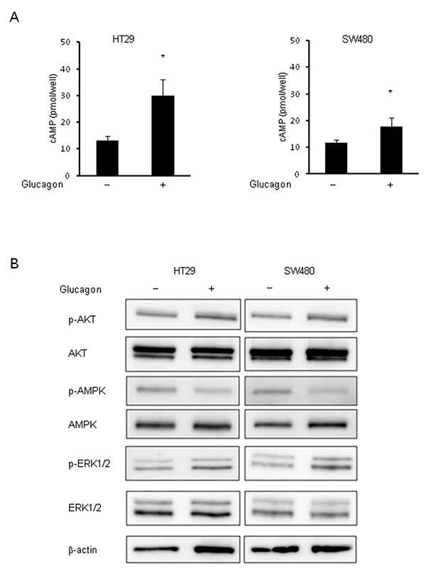Phosphorylation of AMPK and ERK by glucagon.