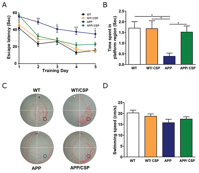 CSP ameliorated the spatial learning and memory of APP mice in the Morris water maze.