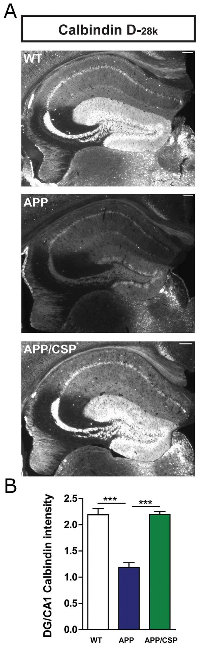 CSP reversed the calbindin-D28K level in the hippocampus of APP mice.