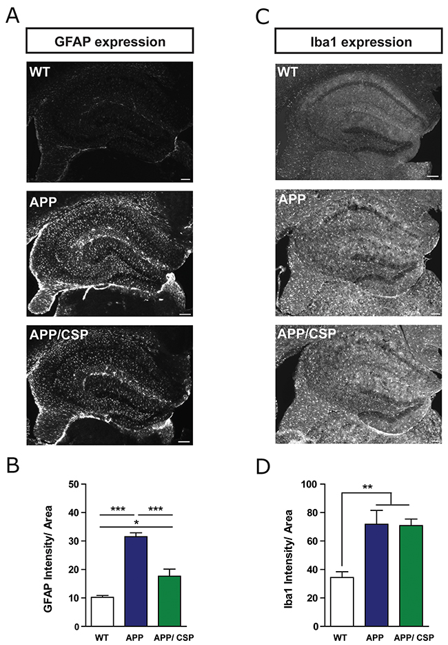 CSP inhibited astrocyte activation in the hippocampus of APP mice.