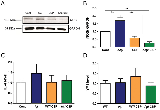 CSP reduced the M1 but did not change the M2 type of microglia under oA&#x03B2; stress.