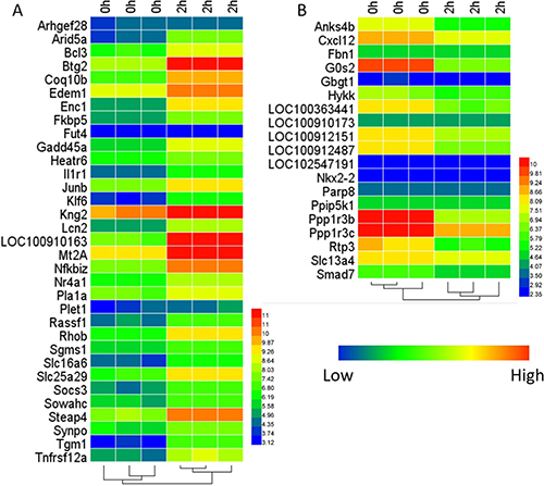 Heat-map of the DEGs.