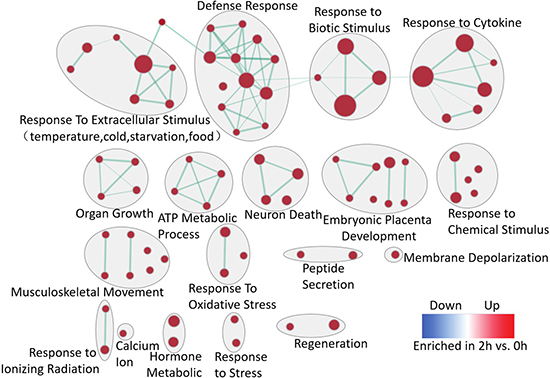 Enrichment map for the regenerative liver at 2 h.