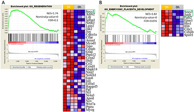 Gene set enrichment analysis (GSEA) identified regeneration and embryonic placenta development processes were activated at 2 h after PH.