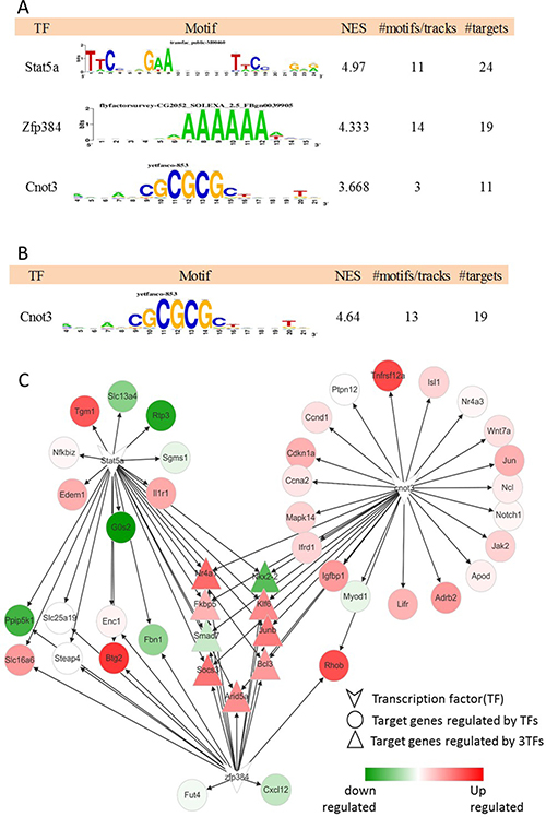 Master regulators at 2 h after PH and the gene regulatory network.