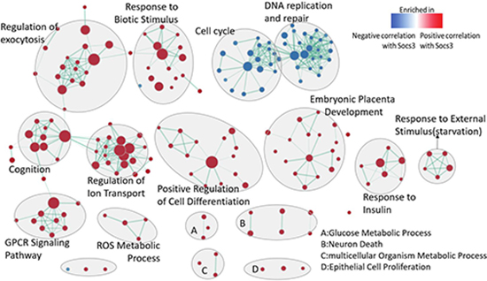 Enrichment map for the genes which correlate to the expression of SOCS3 at regenerative liver at all time-points.