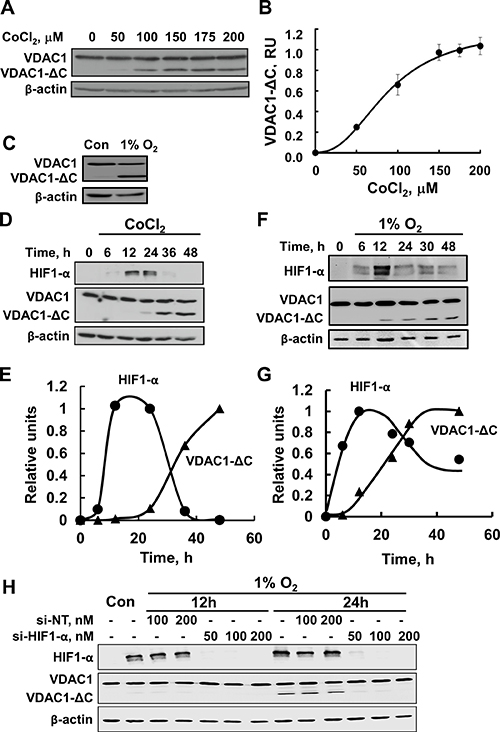 Hypoxia,