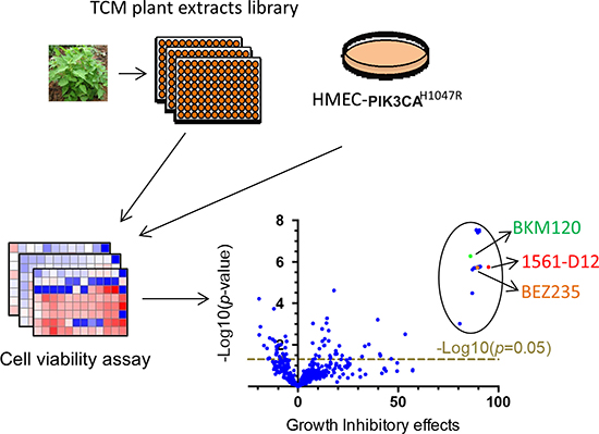 Schematic of the screen for TCM plant extracts.