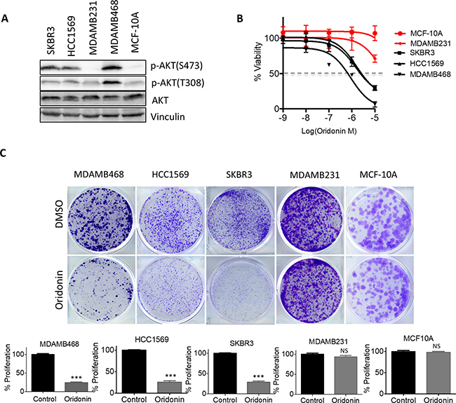 Oridonin selectively impairs cell growth and tumorigenesis in breast cancer with hyperactivation of AKT signaling.