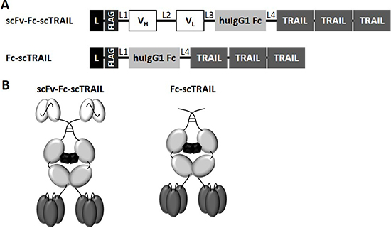 Schematic overview of scFv-Fc-scTRAIL and Fc-scTRAIL fusion proteins.