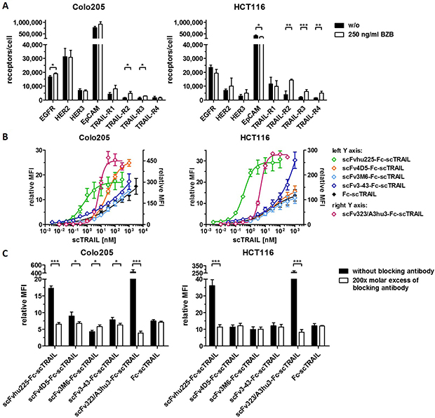 Flow cytometry studies of scFv-Fc-scTRAIL molecules and Fc-scTRAIL on Colo205 and HCT116 cells.