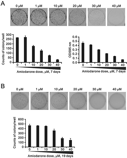 The effects of amiodarone on the cell colony and anchorage-independent growth.